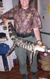 alligator