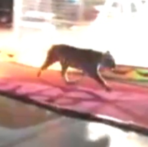 A screenshot of the tiger escaping from trainers, courtesy of ABC News.